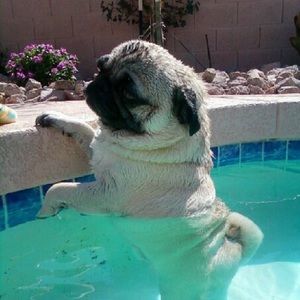 Meet your Posher, Cj